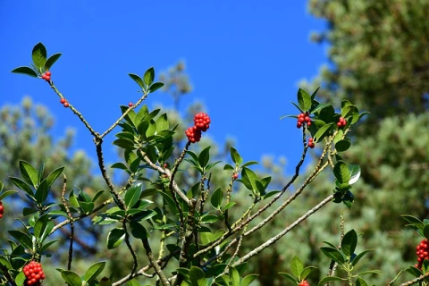 Glacier Ridge Thumbnail Image