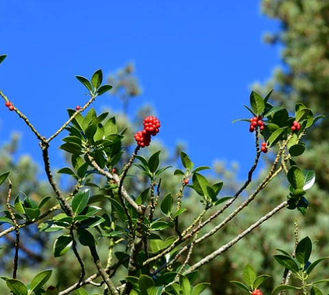 Glacier Ridge Thumbnail Image