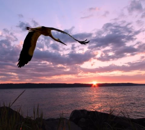 Harbor Grove I Thumbnail Image